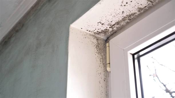 Best Toxic Mold Removal  in Towamensing Trails, PA