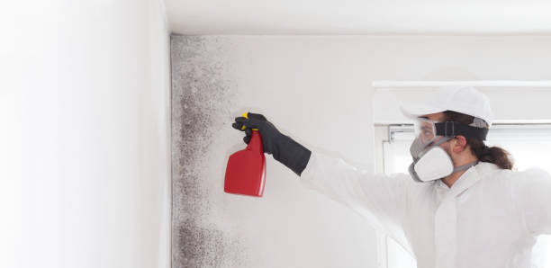 Best Office Mold Removal Services  in Towamensing Trails, PA