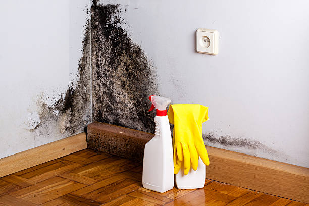 Mold Removal and Inspection in Towamensing Trails, PA
