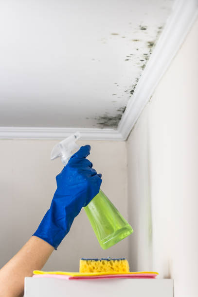 Best Emergency Mold Removal  in Towamensing Trails, PA